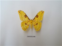 藏品(黃豹天蠶蛾)的圖片